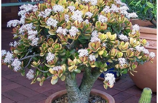 Продам денежное дерево - Саженцы, растения в Феодосии