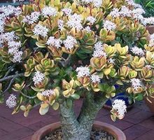 Продам денежное дерево - Саженцы, растения в Феодосии