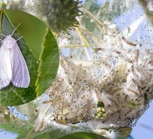 Обработка от гусениц американской белой бабочки и опасных вредителей зеленых насаждений Севастополь - Сельхоз услуги в Севастополе