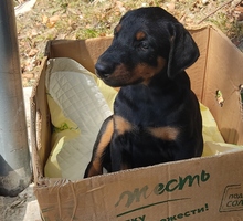 Потерялся щенок - Собаки в Севастополе