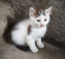Котята в добрые руки - Кошки в Севастополе