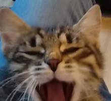 Котенок ждёт свою семью - Кошки в Севастополе