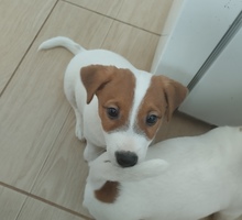 Продам щенков Джек Рассел терьер - Собаки в Севастополе
