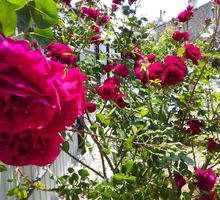 Продам многолетние цветы недорого со своего участка в центре города: Юкка, Хоста, Пион, Роза, Очиток - Саженцы, растения в Севастополе