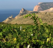 Бригада виноградарей - Сельское хозяйство, агробизнес в Крыму