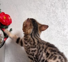 Бенгальский котята - Кошки в Верхнесадовом