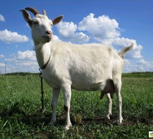 Продаётся коза - Сельхоз животные в Крыму