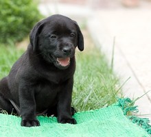Палевые и черные щенки лабрадора, питомник, родословная - Собаки в Керчи
