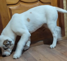 Продам щенков САО - Собаки в Керчи