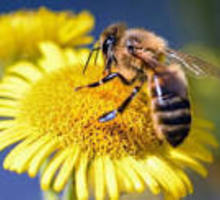Продам пчел - Пчеловодство в Симферополе