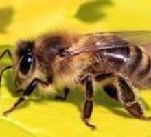 Продам пчел Симферополь - Пчеловодство в Симферополе