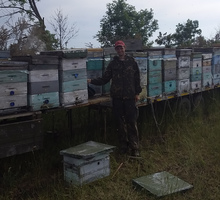 Пчелы, Пчелопакеты, Пчелосемьи - Сельхоз животные в Судаке