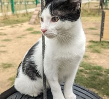 Пропал кот - Кошки в Севастополе