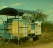 Продам пасеку в Крыму - Пчеловодство в Гвардейском