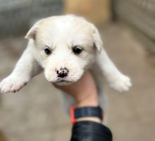 Щенки сибирской хаски - Собаки в Керчи