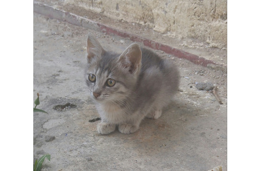 Симпатичный котенок ищет хозяев Керчь № 1988556