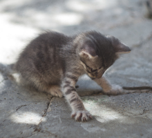 Котята в добрые руки - Кошки в Севастополе