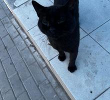 Срочно ищем дом для кота после операции - Отдам в добрые руки в Севастополе