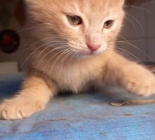 Маленьким котятам нужен дом - Кошки в Симферополе