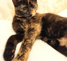 Маленькая кошечка ищет дом - Кошки в Симферополе
