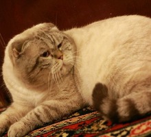 Предлагаются коты для вязки - Вязка в Севастополе