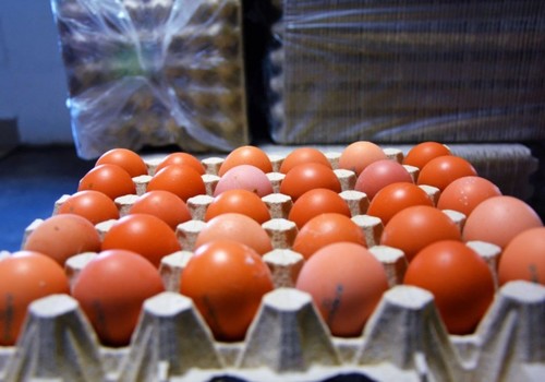 В Крыму стабилизируют цены на яйцо благодаря договорённостям с торговыми сетями о нулевой наценке