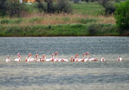 На Сакское озеро в Крыму вернулись розовые фламинго ФОТО