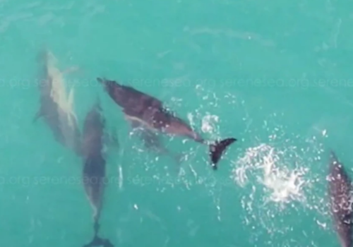 Появилось милое видео, как в Крыму у берегов Судака дельфины нянчат чужих детенышей