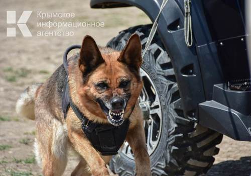 В Крыму бродячие собаки еженедельно кусают по 50 человек