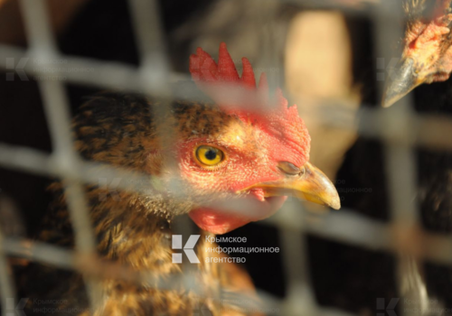 Кража курицы из холодильника приятеля обернулась для крымчанина приговором суда