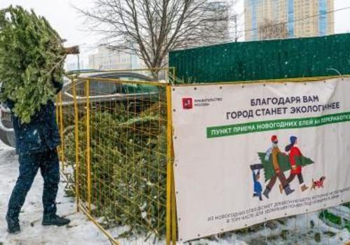 Жители Крыма сдали на утилизацию всего полторы тысячи новогодних елок