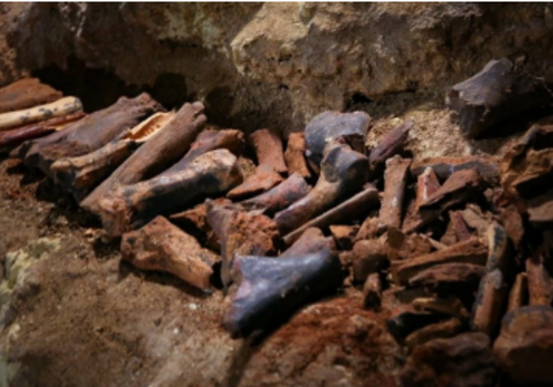 В пещере «Таврида» создадут палеонтологический музей