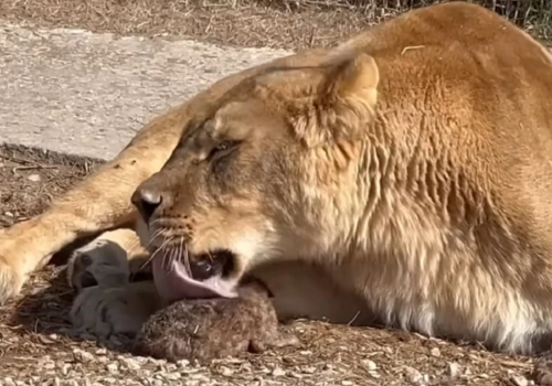 В крымском парке «Тайган» львица, эвакуированная из Мариуполя, родила тройню