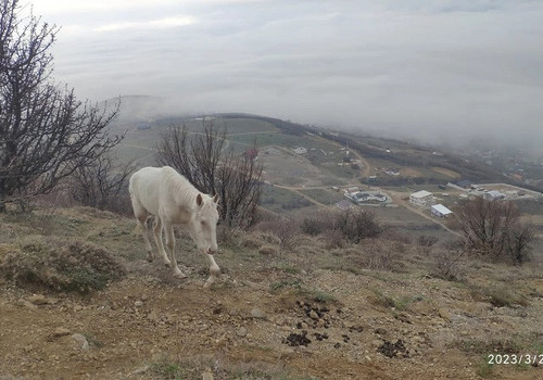 Хромая лошадь ввела в заблуждение гулявших на ЮБК крымчан