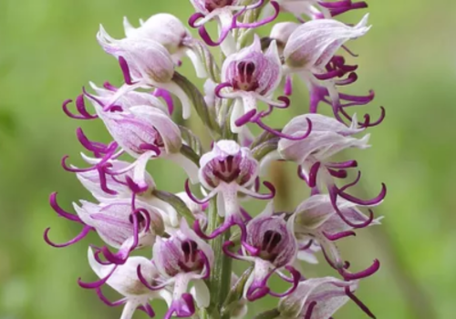 В крымском урочище Мендер-Крутай зацвела редкая орхидея