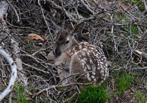Крымские зоологи просят не трогать детенышей оленей и диких кабанов