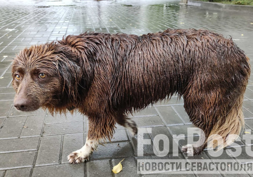 В Севастополе предложили решить вопрос умерщвления бездомных собак на референдуме