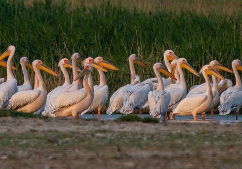 Где в Крыму можно встретить розового пеликана