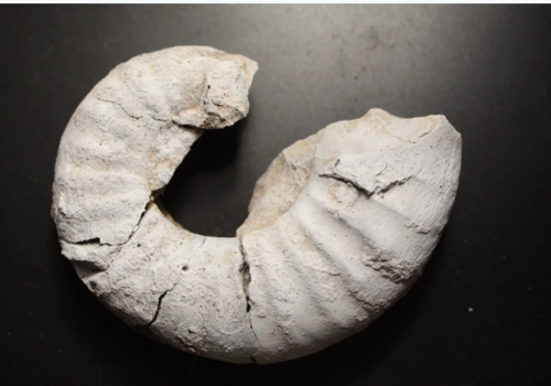 Случайная находка: крымские ученые раскопали новый вид моллюсков, живших 190 млн лет назад