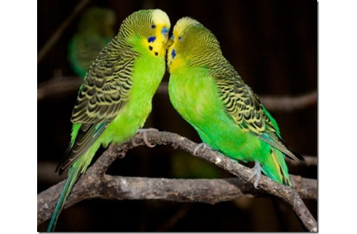 Как научить разговаривать волнистого попугая: способ обучения, рекомендации